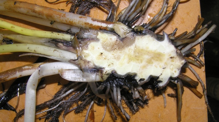 The cross section of a common water lily root.