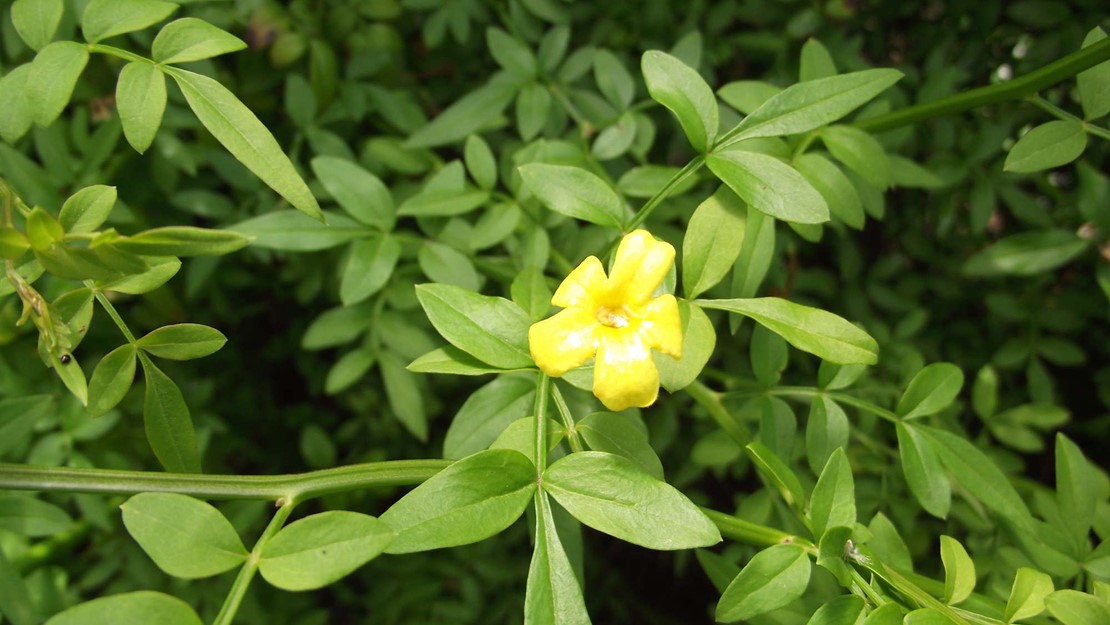Italian Jasmine shrub with single flower.