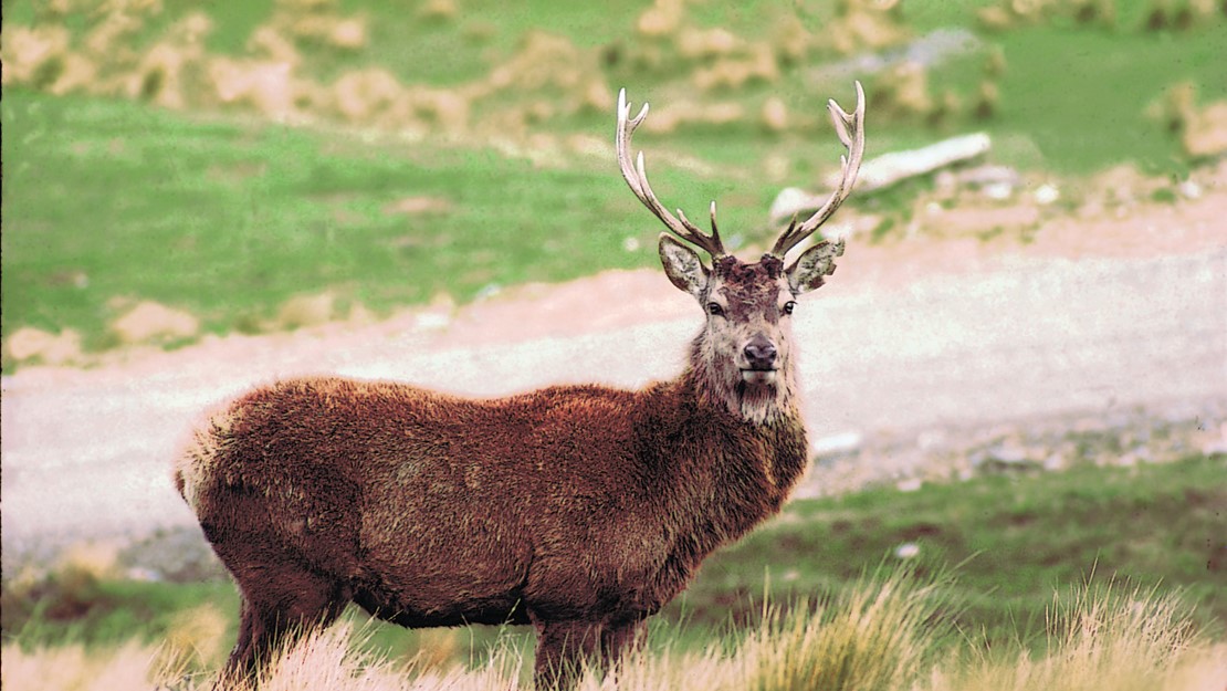 A feral deer with curved antlers. 