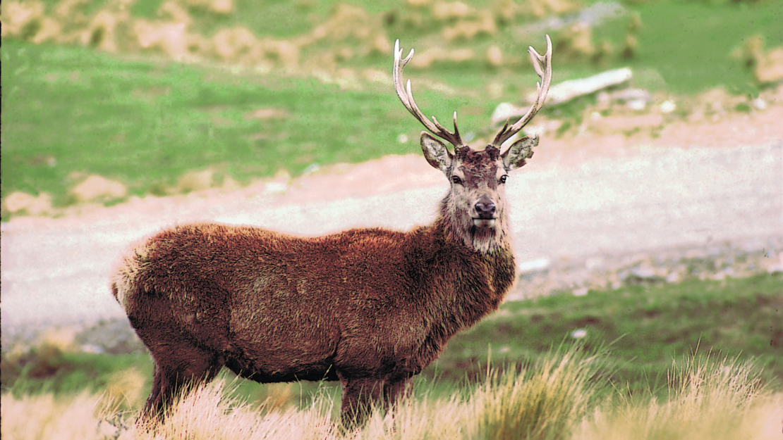 A feral deer with curved antlers. 