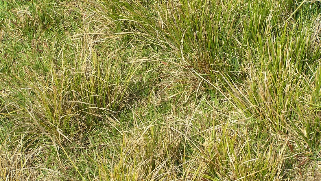 Bunches of Australian sedge along a grassy slope.