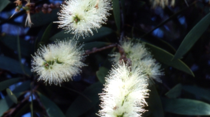 Close up of paperback poplar flowers.