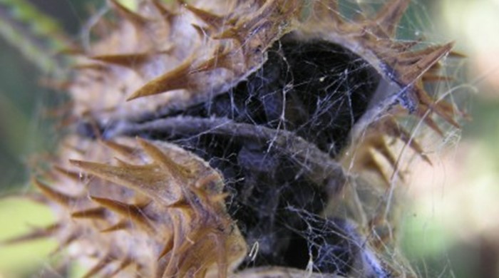 Close up of Thornapple seed capsule opening.