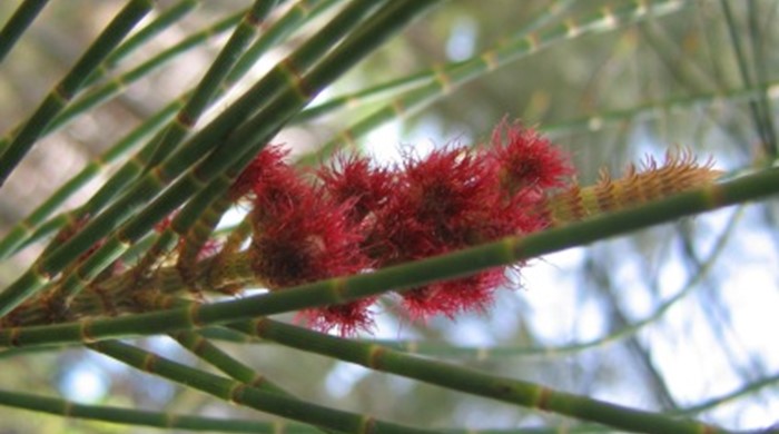 Close up of small red flowers of casuarina.