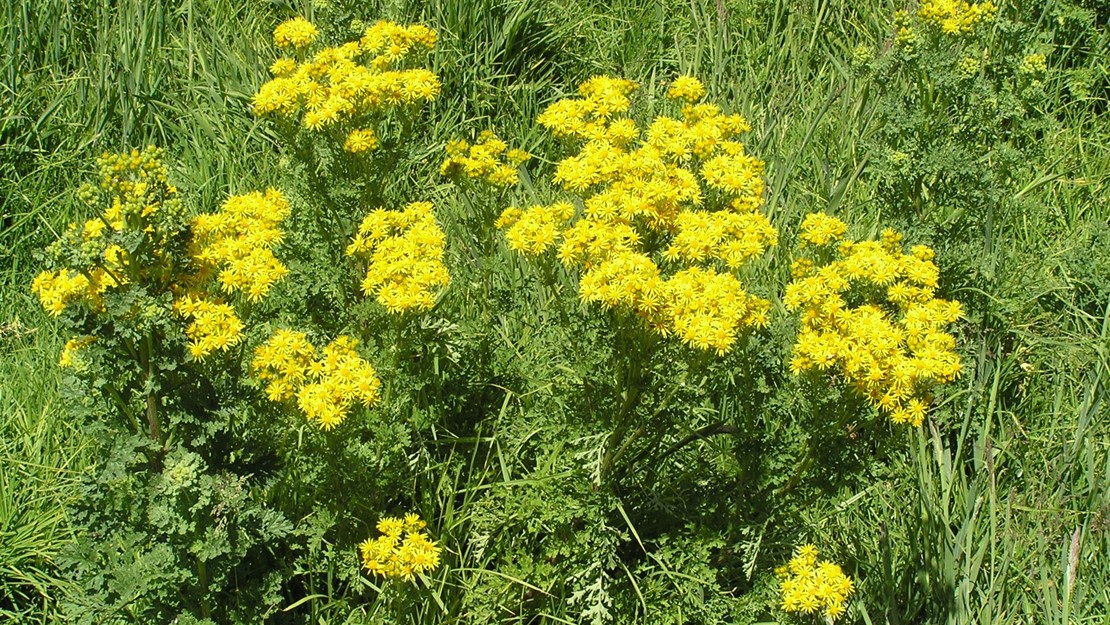 A cluster of ragwort in flower.