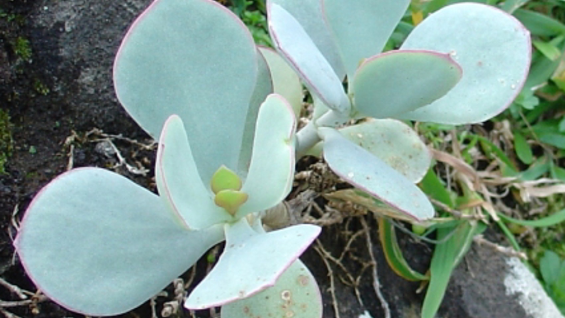 A close up of African pig's ear growing on a rock.