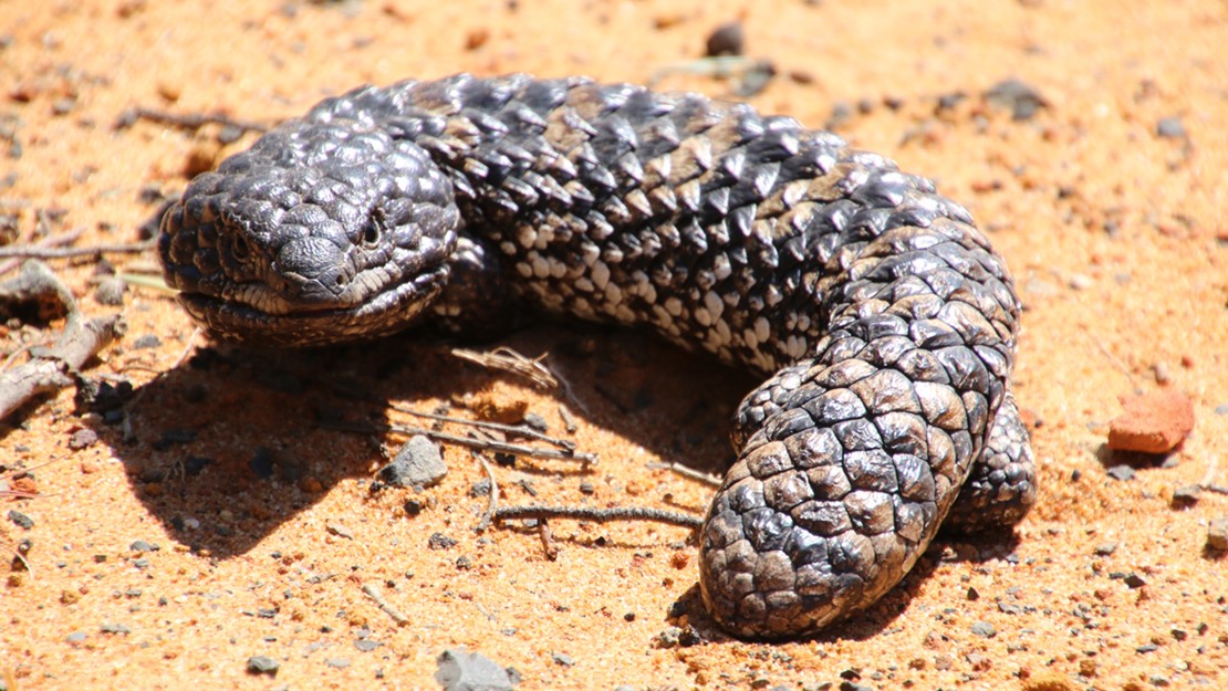 The shingleback lizard curled around to stare at the camera with its large head. 