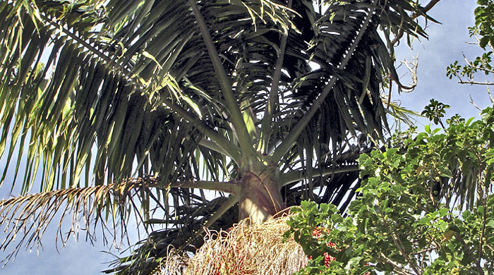 Looking up at a bangalow palm.