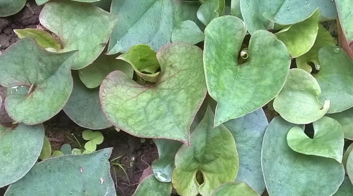 Houttuynia plant in garden.