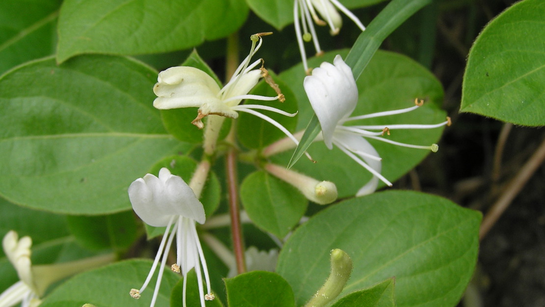 Japanese Honeysuckle flowers and leaves.