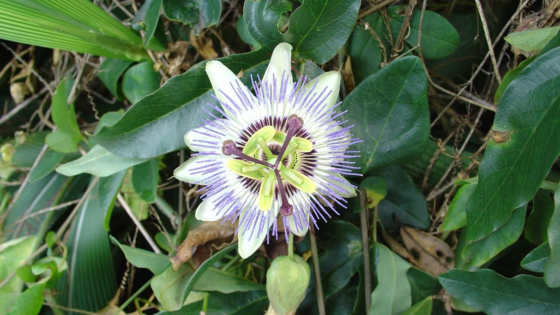 Close up of a blue passion flower.