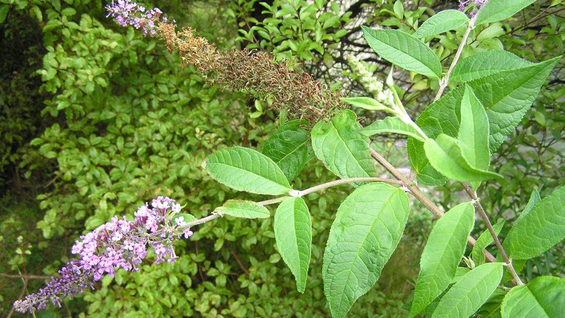 A branch of buddleia flowers with half of them dried out.