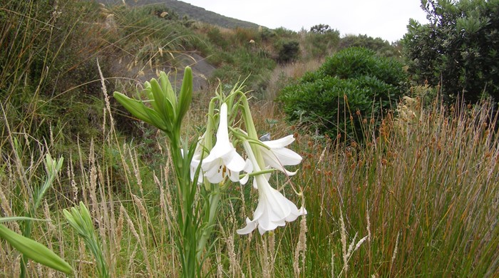 Formosa lilies in the countryside.