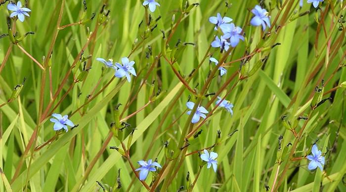 A close up of the tall stalks of blue aristea flowers.