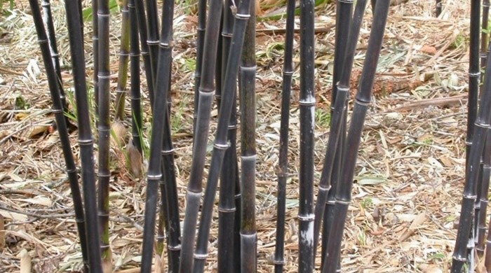 Phyllostachys nigra - Black Bamboo.