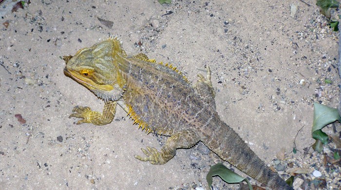 Bearded dragon from above with yellow scales at the front that transition to blue at its tail.