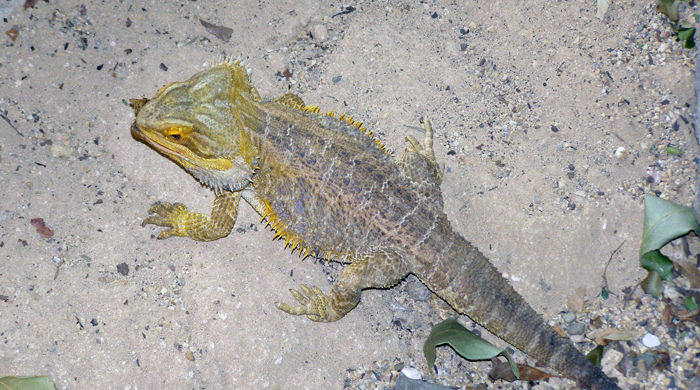 Bearded dragon from above with yellow scales at the front that transition to blue at its tail.