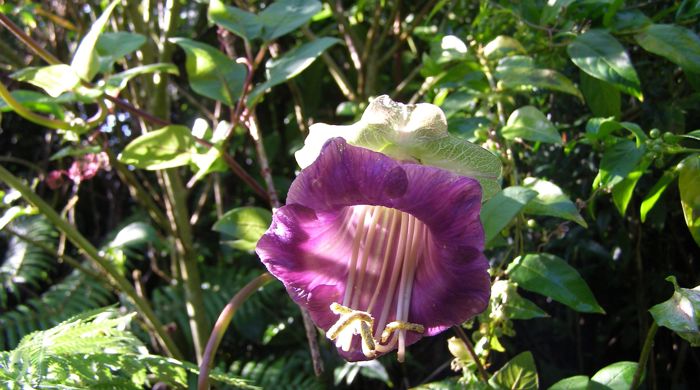 Close up of cathedral bells flower.