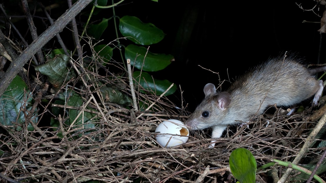 A rat sniffing an egg in a nest.