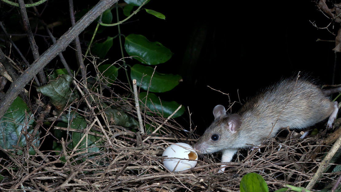 A rat sniffing an egg in a nest.