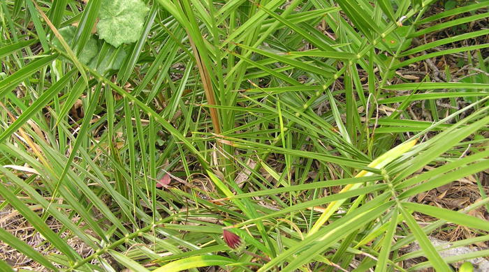 A young phoenix palm growing.