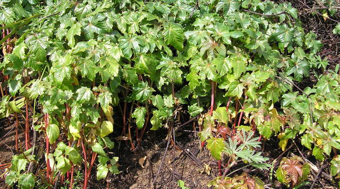 Castor oil plant with green leaves and red stalks.