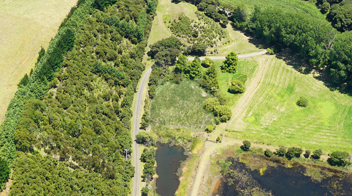 Raupō wetland at Prawn Farm. 