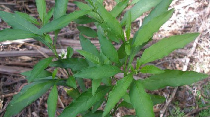 Young Jerusalem Cherry under a tree.