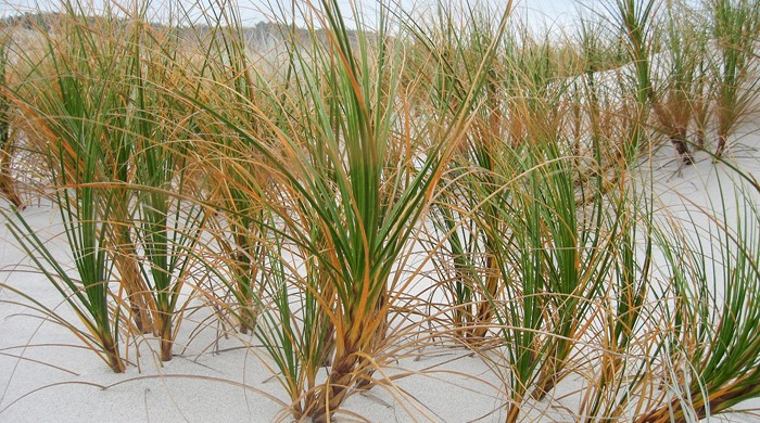 Tall grass-like plant (pingao) grows out of fine white sand.