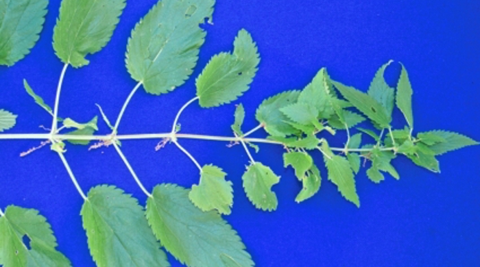 Perennial nettle leaves against a blue background.