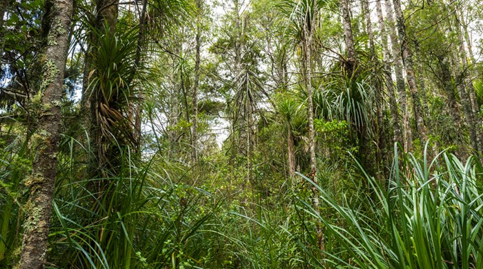 Kahikatea and pukatea forest with native flaxes.