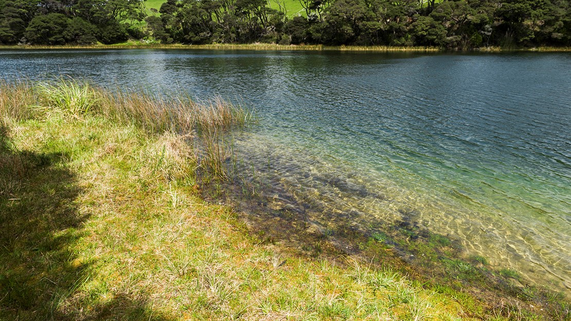 Still waters lined with herbfield grass in foregroind, pōhutukawa, mānuka and kānuka in background.