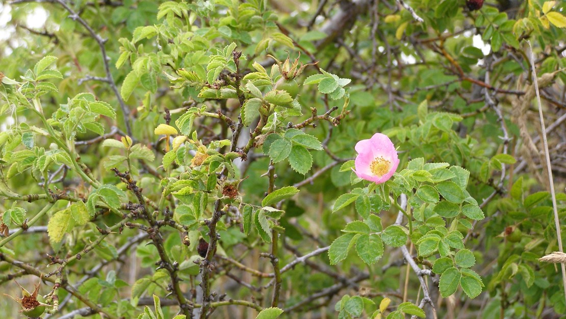 Mature Sweet Briar bush with single flower.
