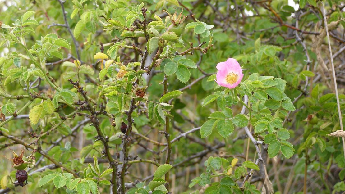 Mature Sweet Briar bush with single flower.