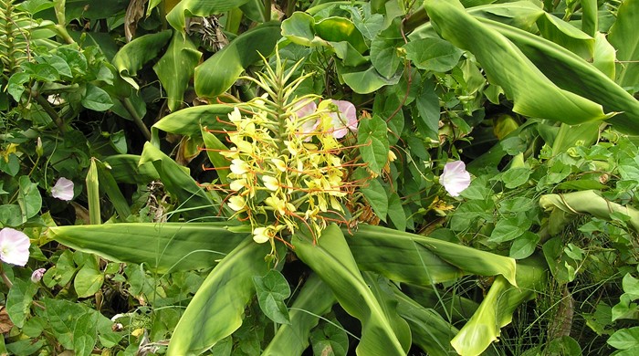 Wild Ginger in flower and growing with Bind Weed.