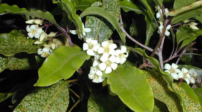Close up of leaf tips and flowers of Sweet Pittosporum.