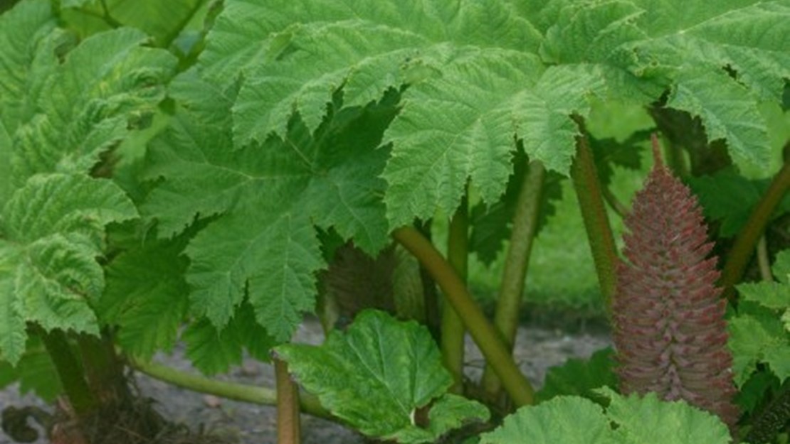 Close up of giant rhubarb leaves.