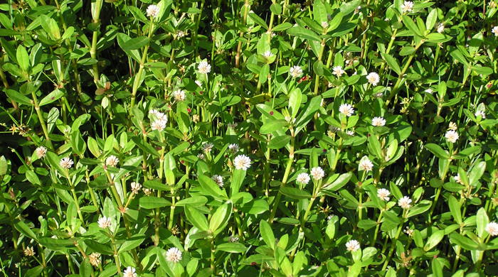 Photo from above of alligator weed with white flowers.