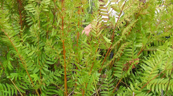 A woman in the middle of a cluster of royal fern.