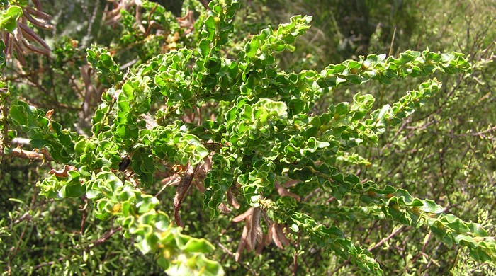 Kangaroo Acacia growing with native plants.