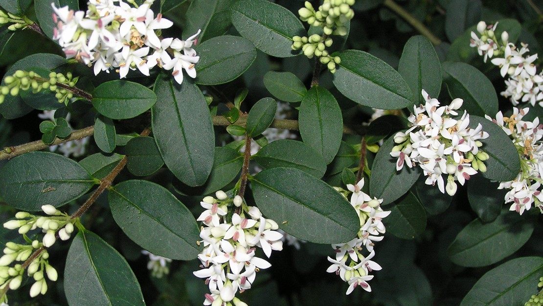 Chinese privet with broad dark leaves and clusters of white flowers.