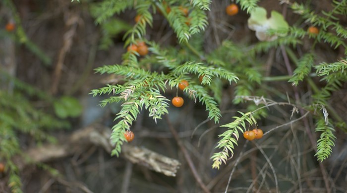 Climbing asparagus with a multitude of orange berries.