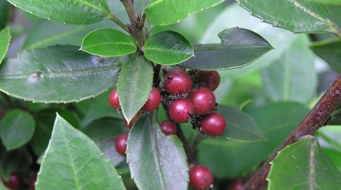 Close up of rhamnus berries.