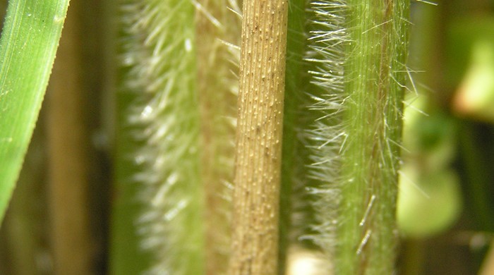 A close up of the tall spindly stem with white fine hair.