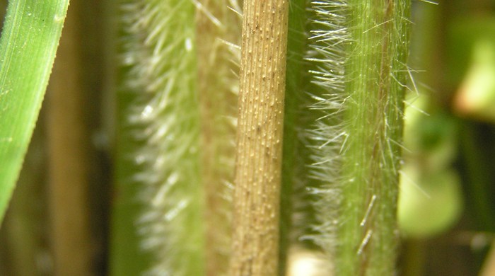 A close up of the tall spindly stem with white fine hair.