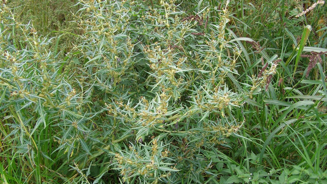 A bush of bathurst bur with spiny leaves in an overgrown field.