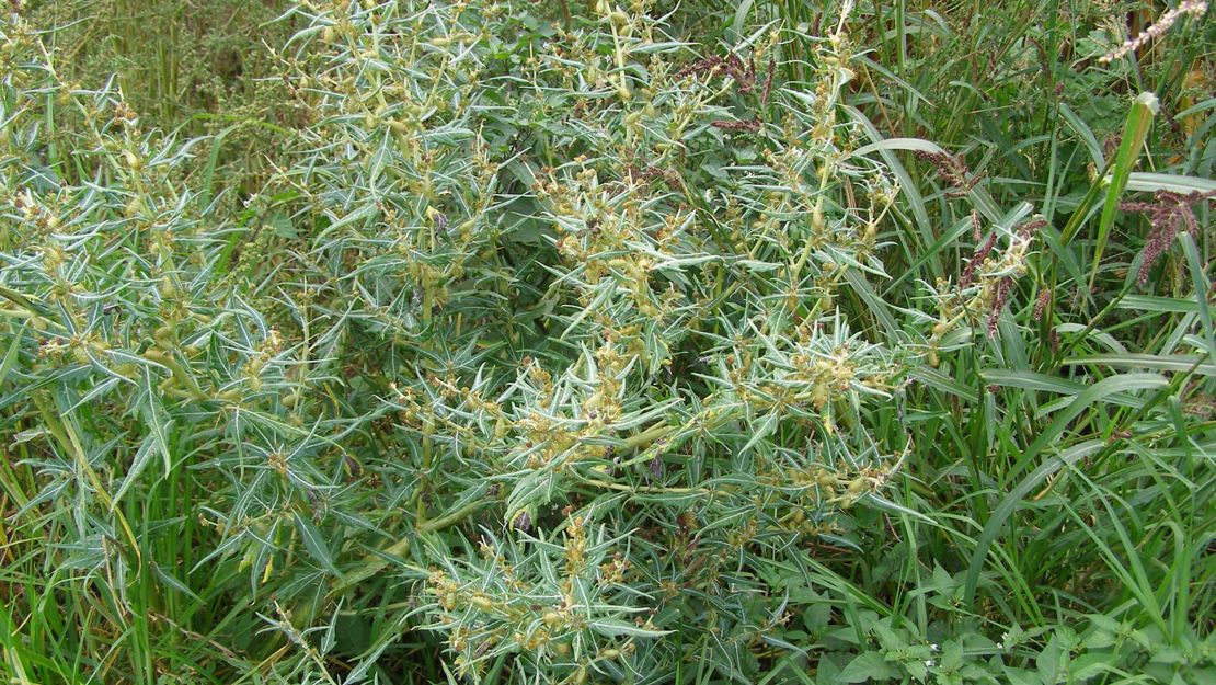 A bush of bathurst bur with spiny leaves in an overgrown field.