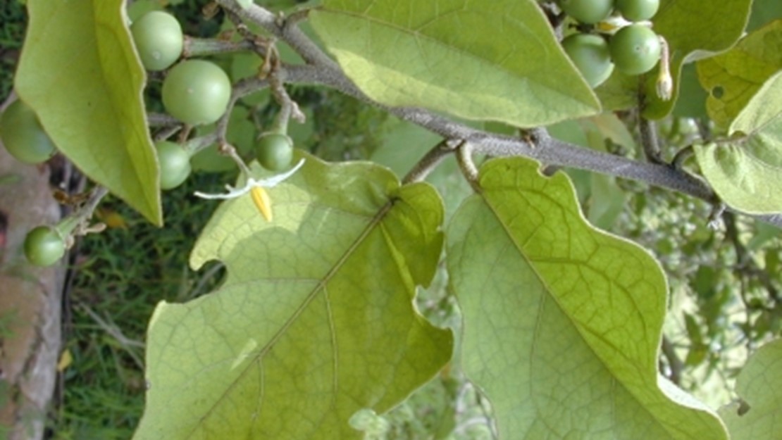 Close up of devil's fig leaves and berries.