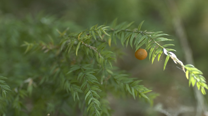 Close up of climbing asparagus with seed.