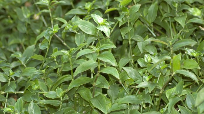 A mat of Tradescantia.